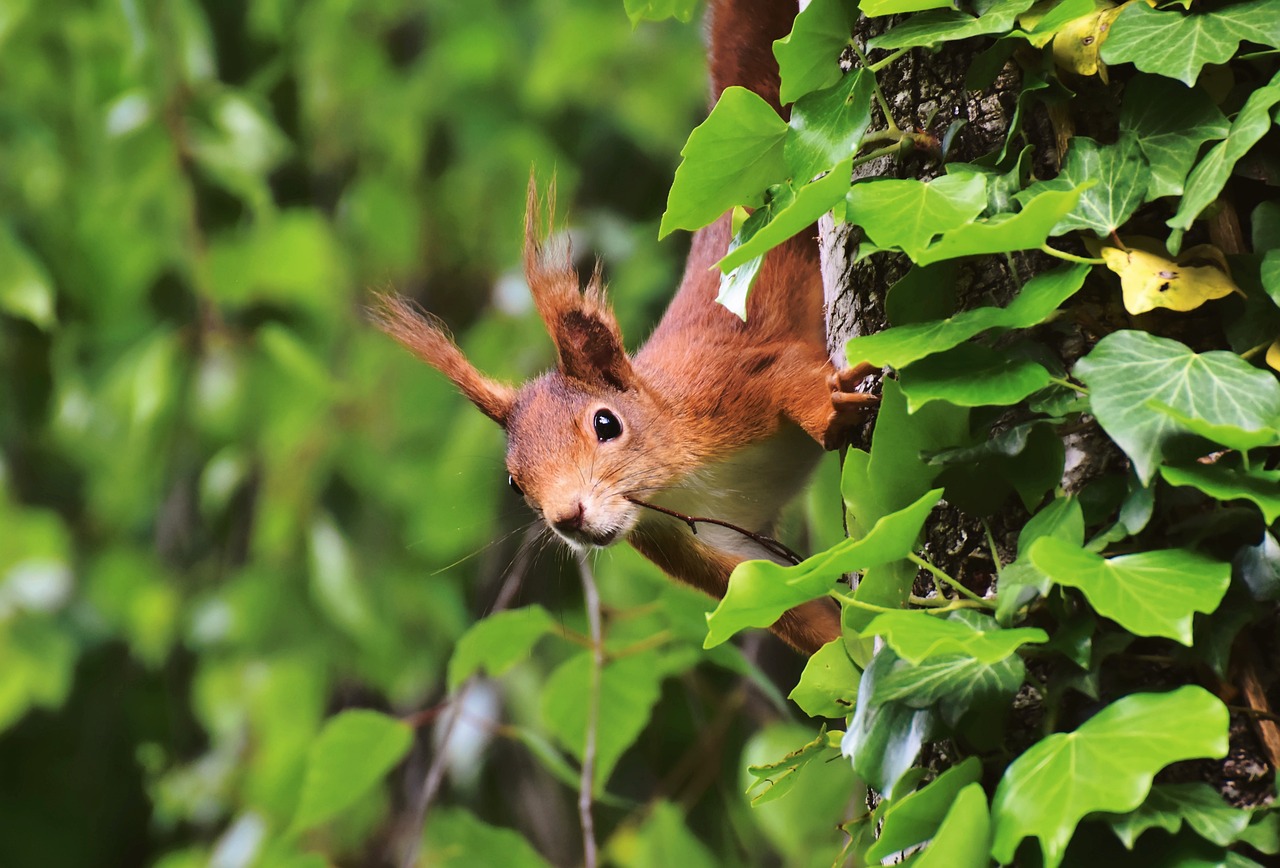 squirrel-gb5167ba1a_1280